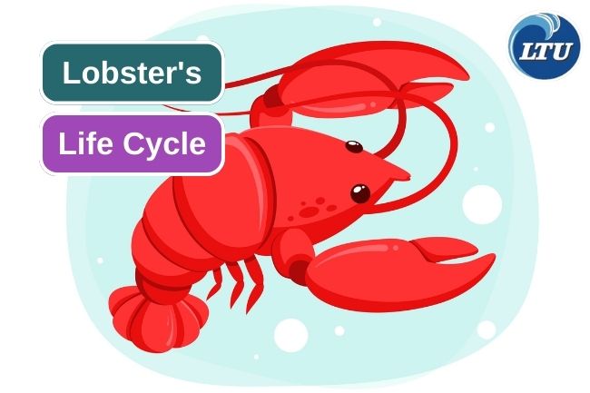 This Is The 5 Stages Of Lobster’s Life